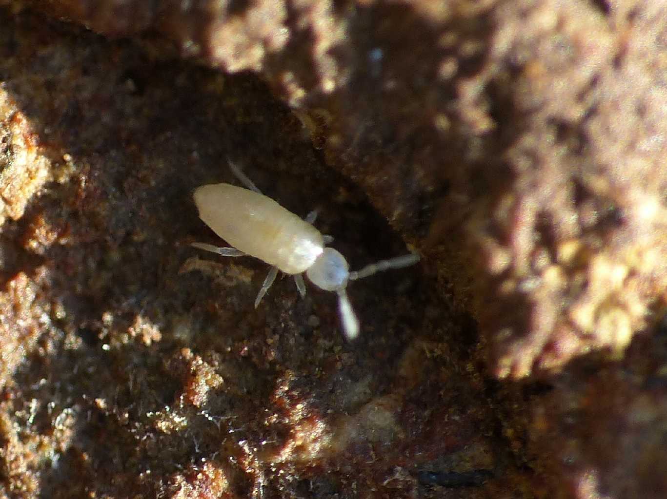 Collemboli mirmecofili: Cyphoderus sp.